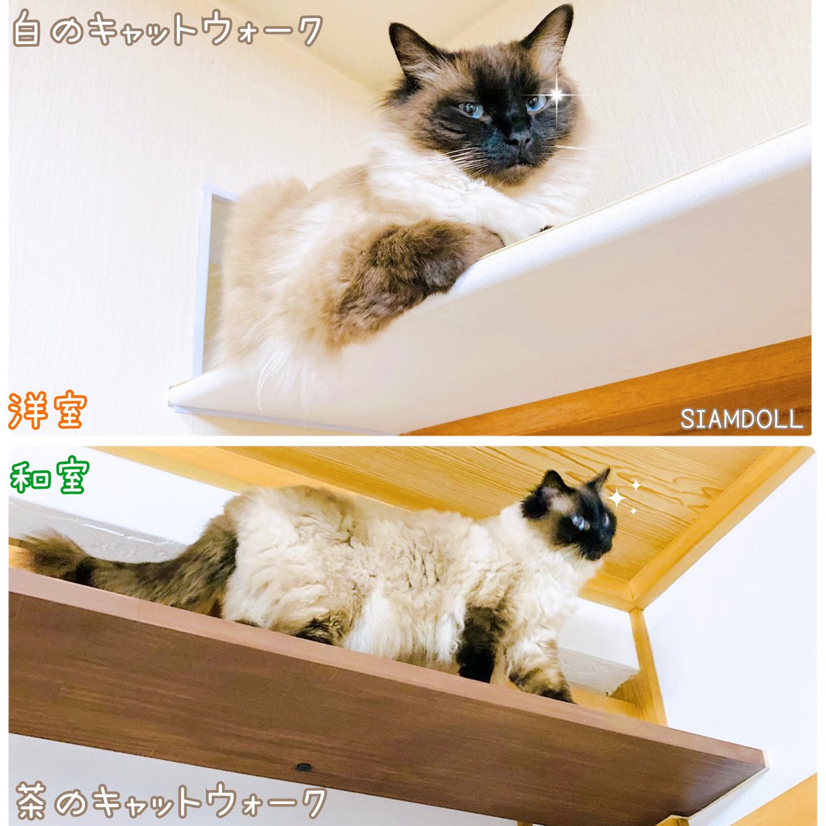 SIAMDOLL tweet media