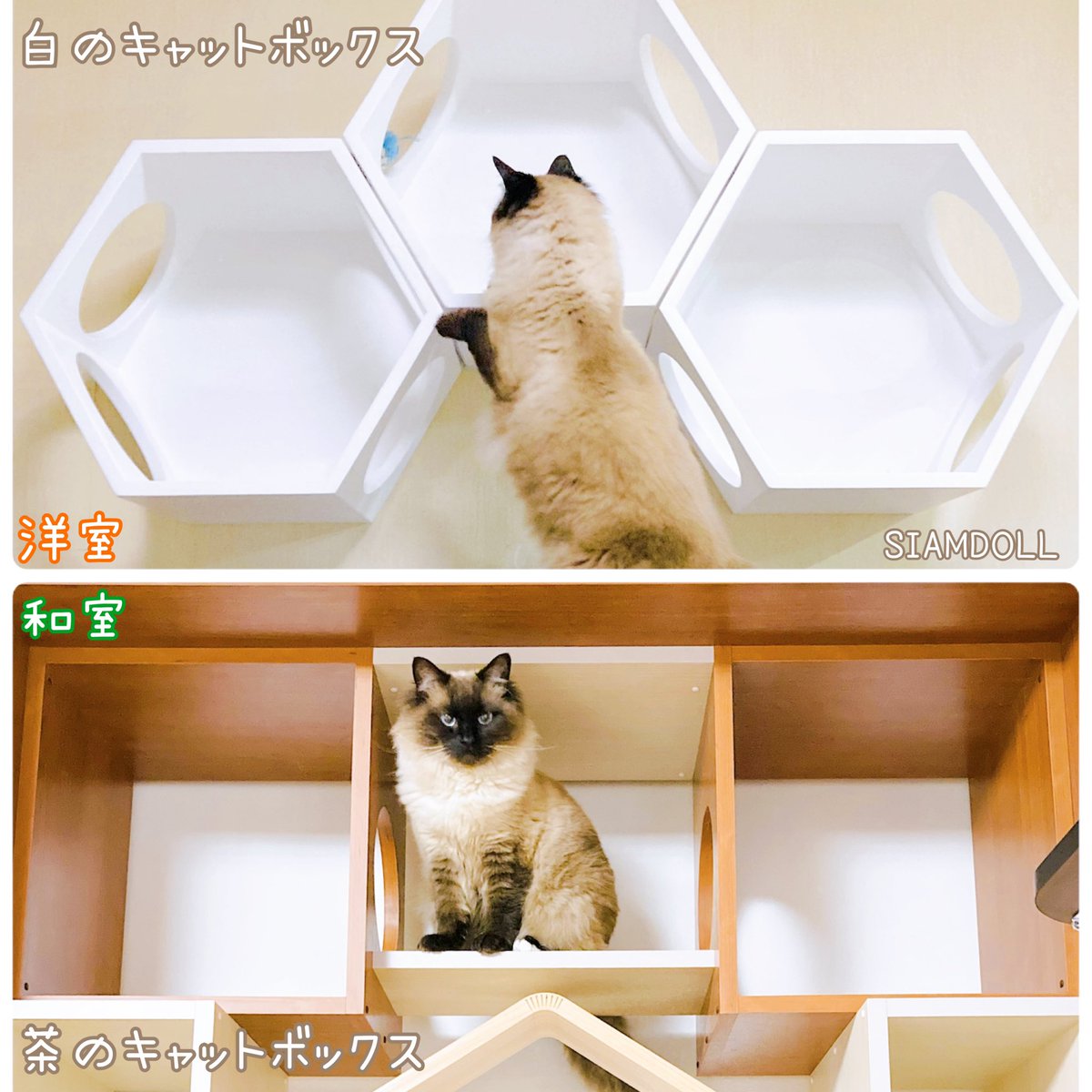 SIAMDOLL tweet media