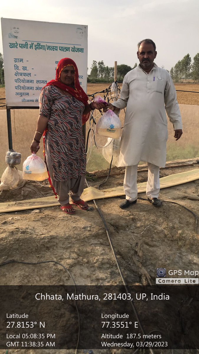 FDepar2's tweet photo. ग्राम- कामर, जन्पद- माथुरा में श्रिम्प बीज का संचयन किया गया । @FisheriesGoI @nfdbindia https://t.co/LqPeI6TOvK