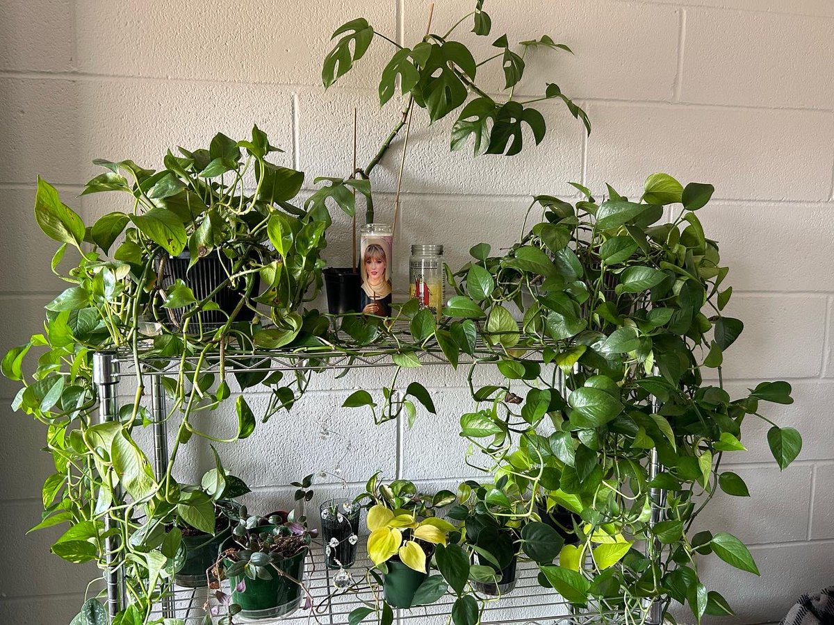 caraveldemo's tweet photo. just wanted to take a minute to properly admire how far the plant shelf has come along in the last year, march 23 ‘22 - april 1 ‘23 🥹🫶🏻 i am a plant mom first and foremost and i love all my children !
p.s swifites ur gonna wanna zoom in on the second photo😌🫢 https://t.co/6ueAY7iUkD