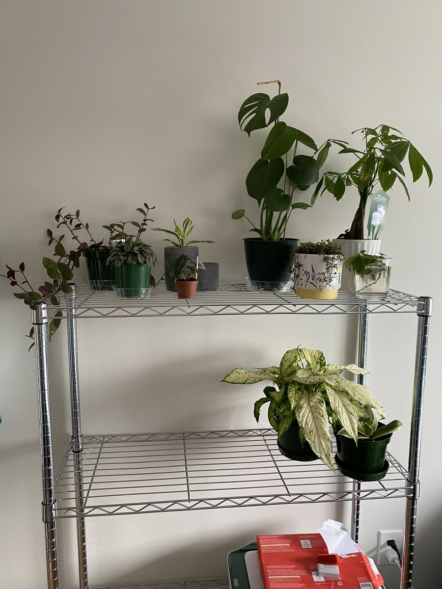 caraveldemo's tweet photo. just wanted to take a minute to properly admire how far the plant shelf has come along in the last year, march 23 ‘22 - april 1 ‘23 🥹🫶🏻 i am a plant mom first and foremost and i love all my children !
p.s swifites ur gonna wanna zoom in on the second photo😌🫢 https://t.co/6ueAY7iUkD