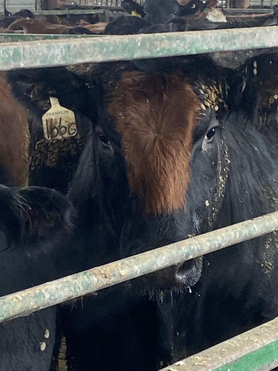Loftus Livestock LLC tweet media