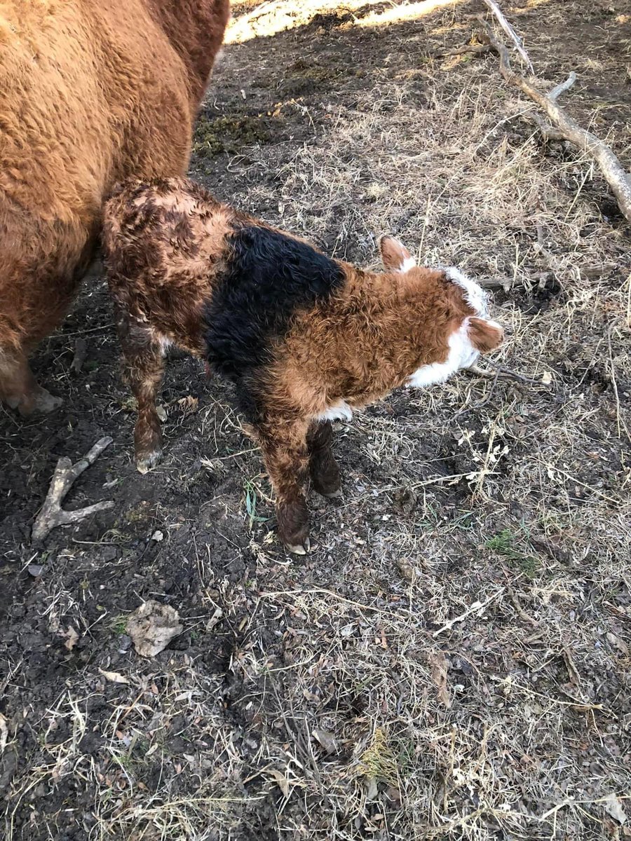 Loftus Livestock LLC tweet media