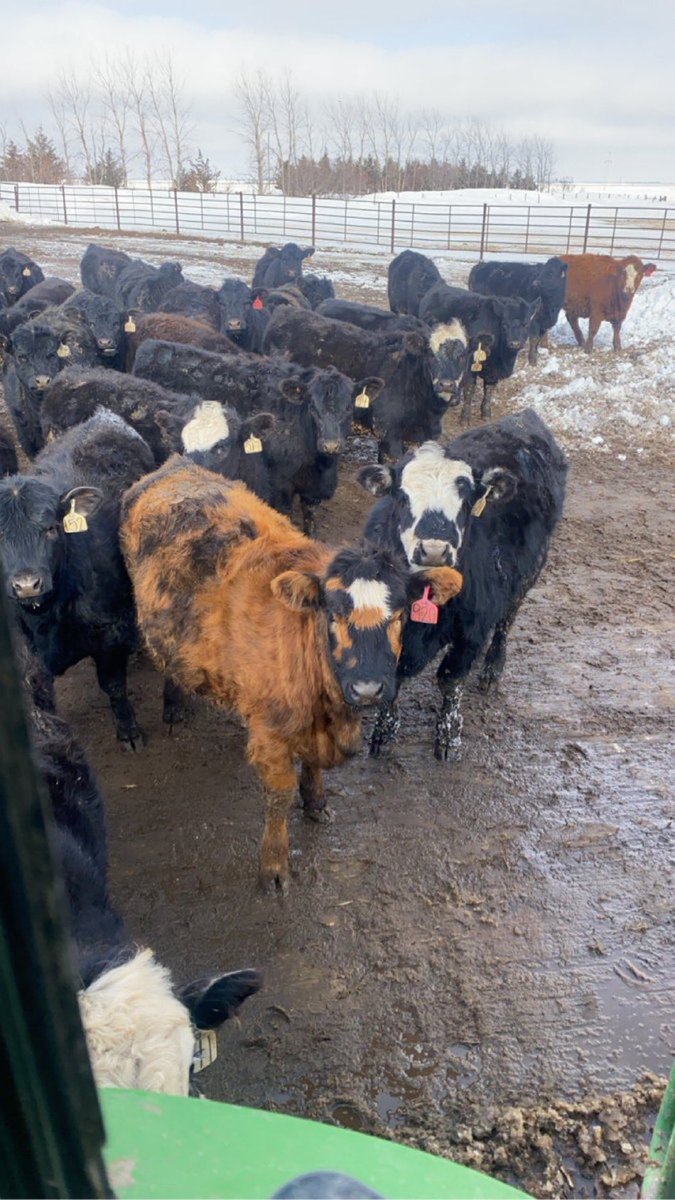 Loftus Livestock LLC tweet media