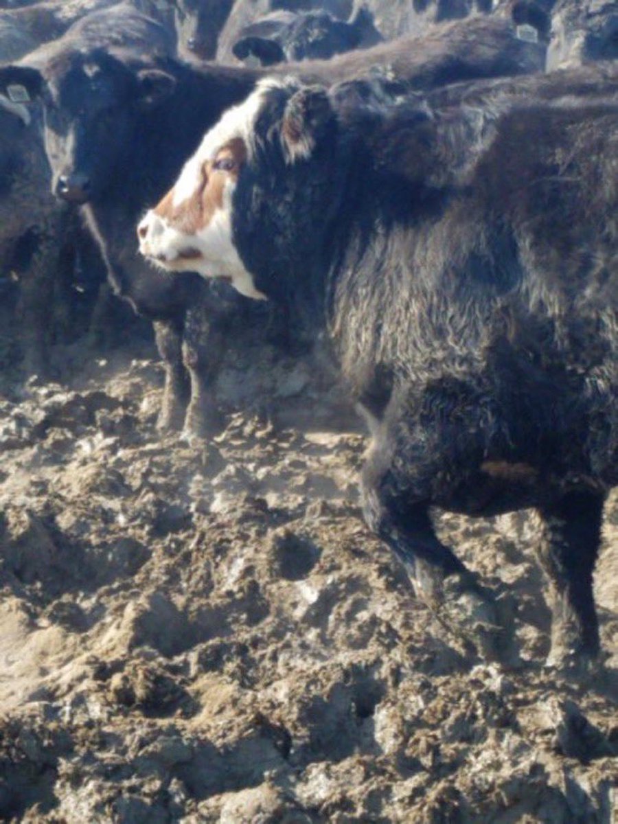 Loftus Livestock LLC tweet media