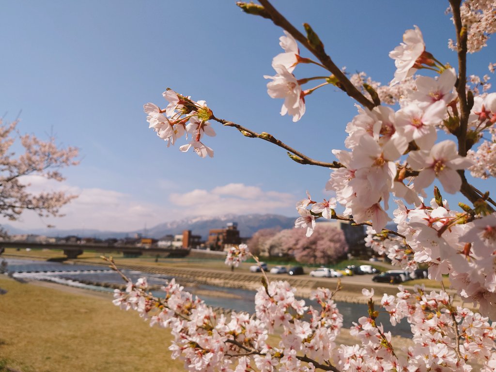 8810_xbee's tweet photo. 今年の桜🌸 × クロスビー 🐝

#桜🌸 #花見 #桜スポット #小矢部川 #南砺市 #さくら #クロスビー #スズキ乗りと繋がろう2023春 #ドライブ #花見 #XBee https://t.co/XKoW73WpYK