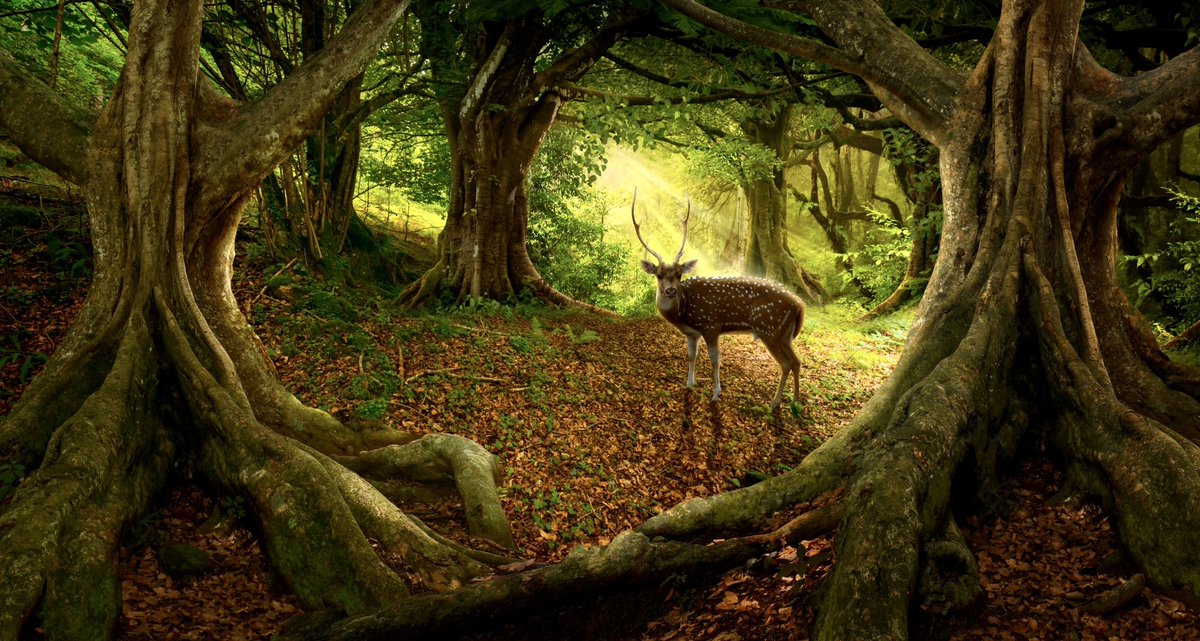 A_AMilne's tweet image. “We are like a tree whose roots divide and subdivide again and again as they spread outward. Our neighbours are the same. Their roots too spread and interlace with ours. Our trunks are separate but beneath the soil an inextricably tangled network of fibres.”  
~ C.R.Milne