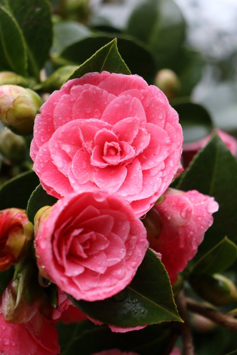 TimmermansPeter's tweet photo. Camellia Mrs. Tingley on a very soggy day https://t.co/vqadqgLwe6
