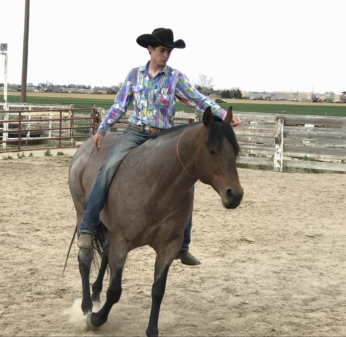 Loftus Livestock LLC tweet media