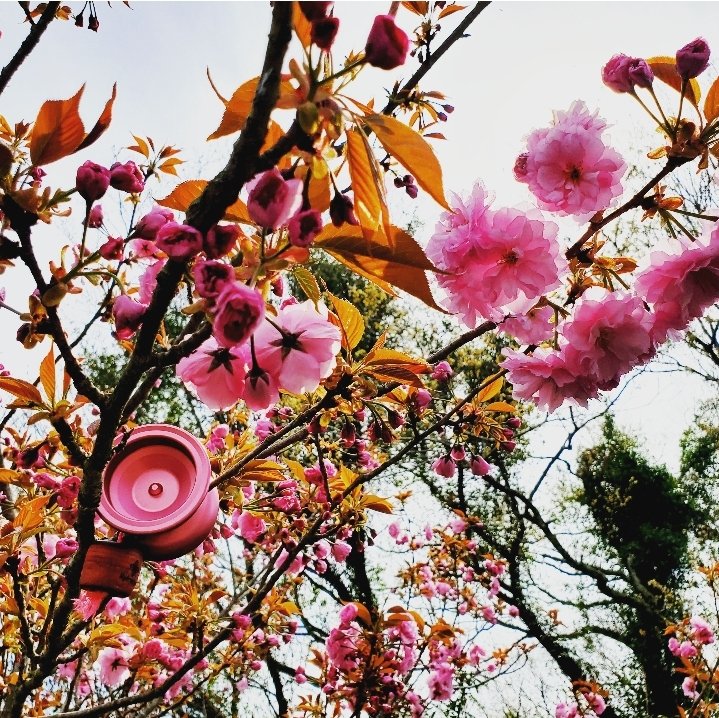 sho_1_glowedge's tweet photo. いつも行く公園はすっかり満開シーズンは過ぎてました( ノД`)…
少し濃い色の河津桜(？)と一緒に📸
萎んだ花とウエイトが同じような色に✨️
#ヨーヨー　#5A　#お花見
#hydrangeayoyo #magnolia #LCWCnuts #iostringLF https://t.co/4PntgtQmqX