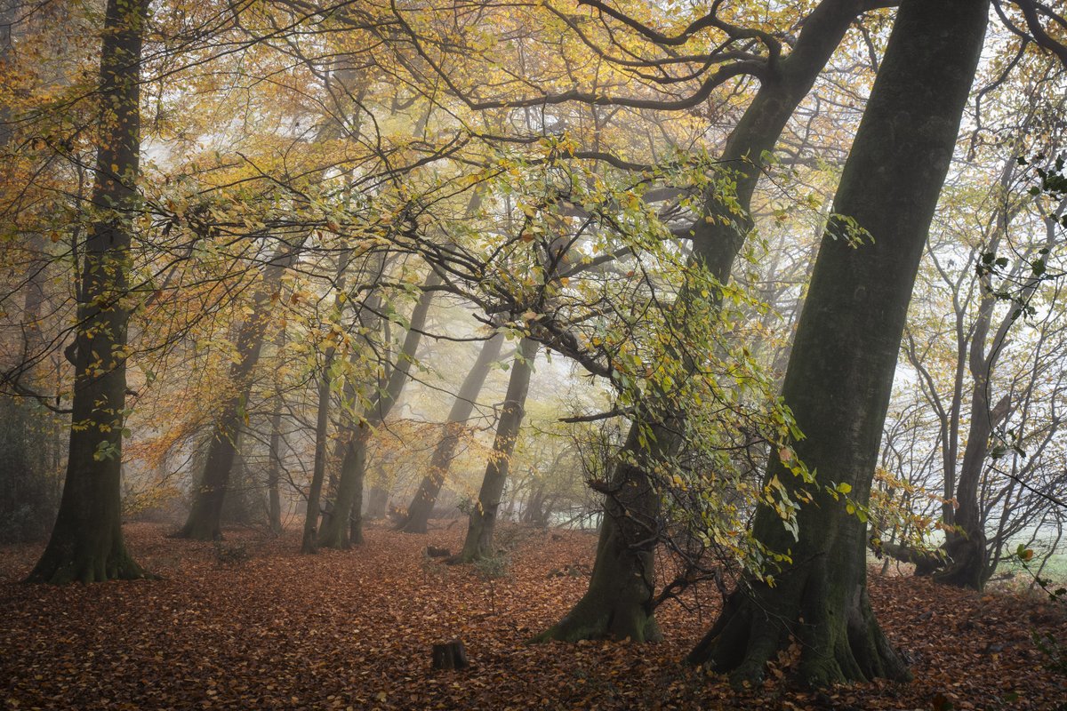 Another slice of Autumnal woodland from Barnes's Grove, Buckinghamshire from late last year. #Trees #Woodland <a href="/ThePhotoHour/">#ThePhotoHour</a>