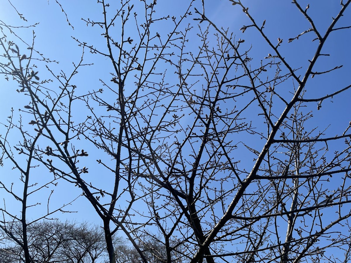 「晴れていたのでお出かけ。桜はまだ蕾ですが来週末くらいには咲き始めるのかな??って」|ニパのイラスト