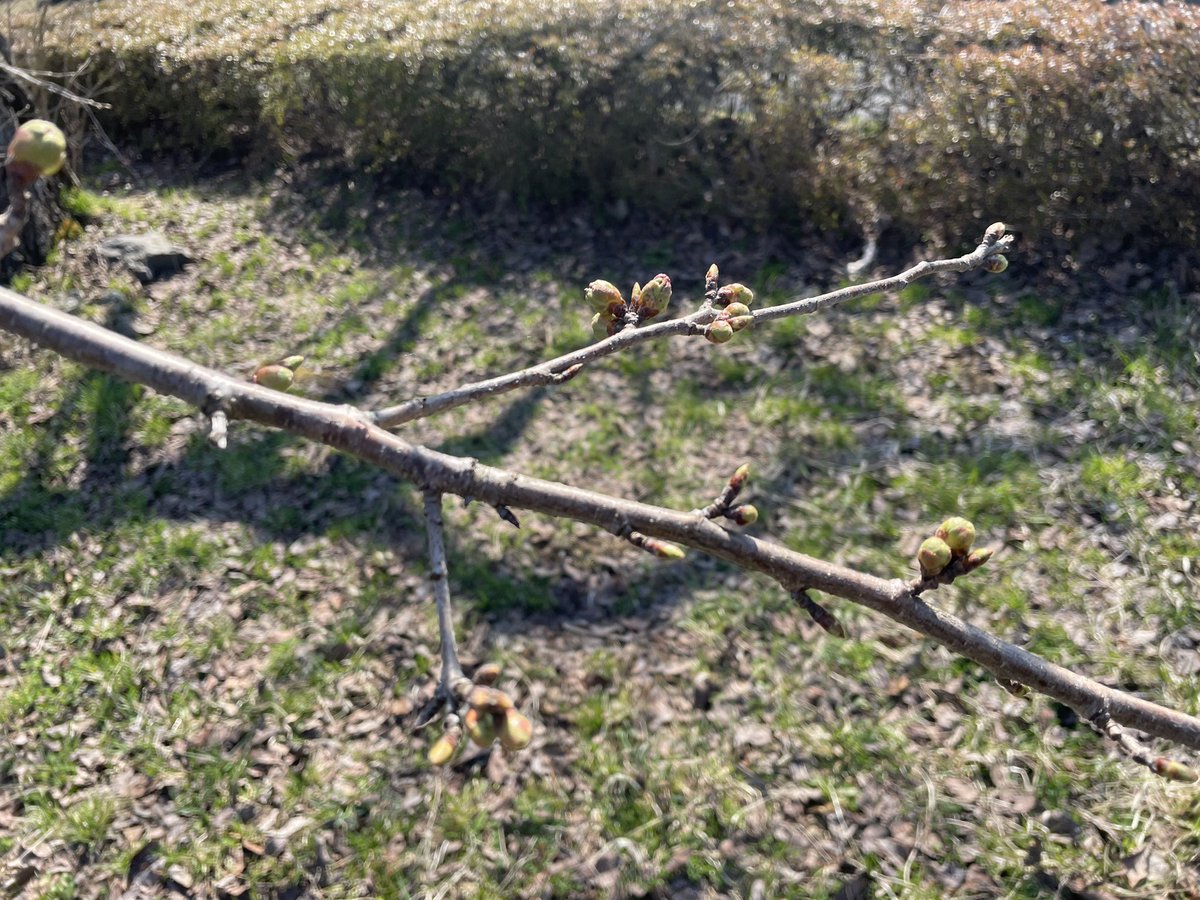 「晴れていたのでお出かけ。桜はまだ蕾ですが来週末くらいには咲き始めるのかな??って」|ニパのイラスト