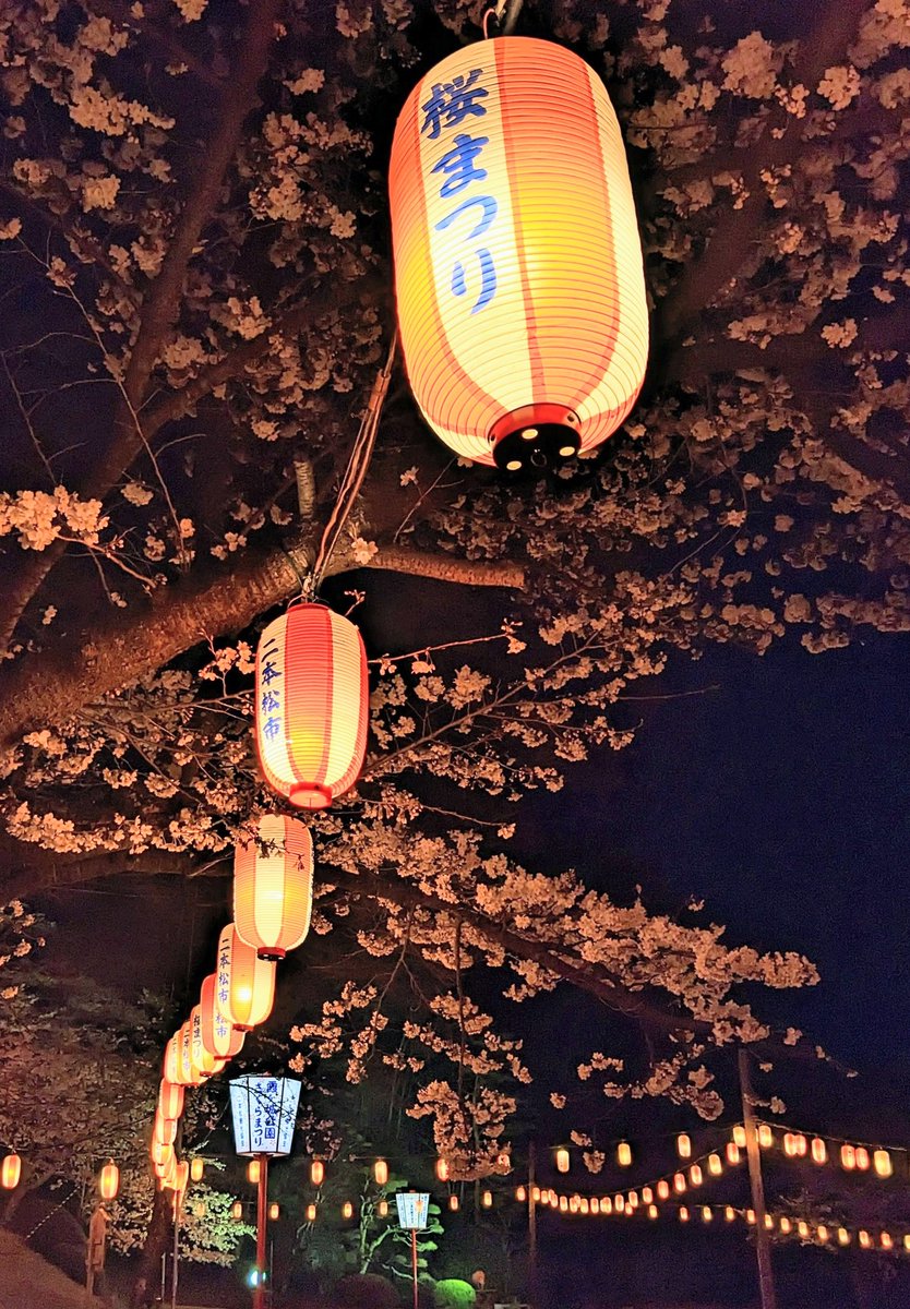 #二本松の桜
#霞ヶ城公園
#夜桜
今日辺り満開かな
