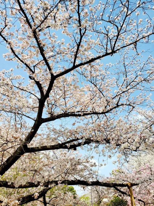 レオナさんとお花見デートしてきたわ。 