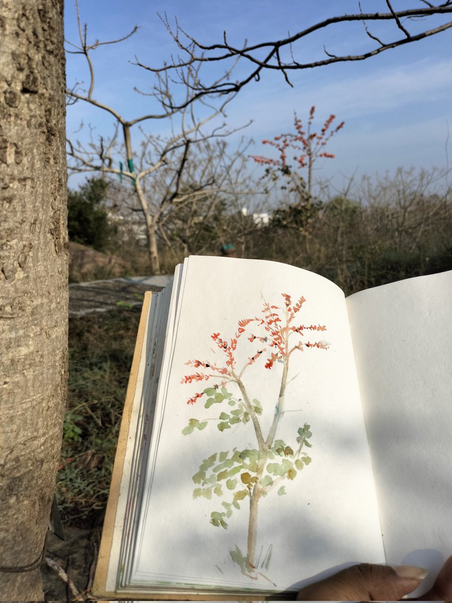 Today morning sketch at Aravali biodiversity park. Palash in bloom

#TwitterNatureCommunity #palash #indiaves #naturesketching #natureartist