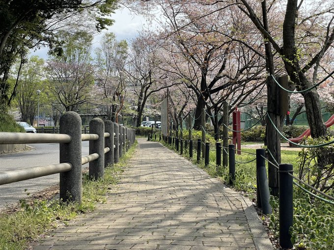 きんモザ聖地巡礼通学路の公園、ちょうど桜咲いてていい感じでした(*´꒳`*) 