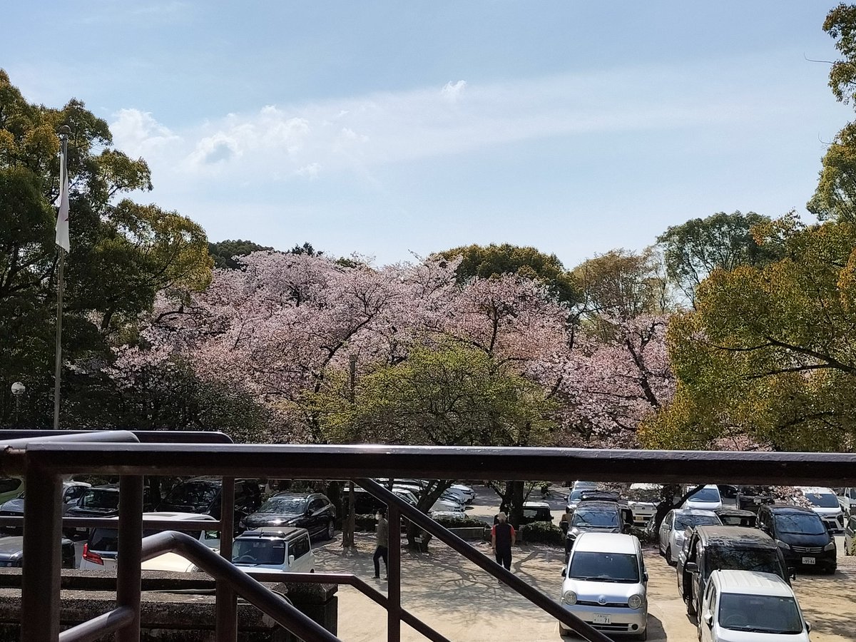 MerutoipuMeru's tweet photo. 桜をみにきた🌸
 #京都
 #男山 https://t.co/DUIiLBN5jr