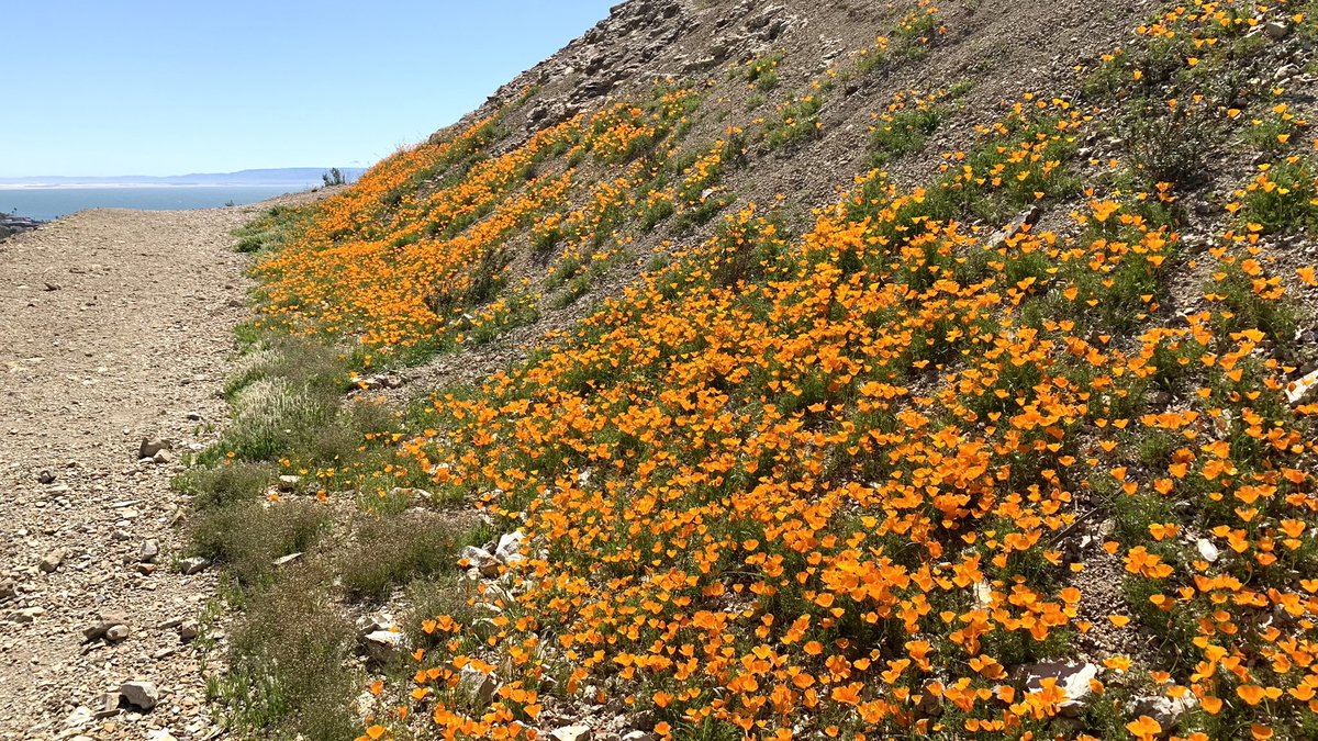 YouEnjoyMySocks's tweet photo. Wildflower season in Cali is about to POP yโall!! #nothingbutflowers https://t.co/5iQdlOtAKe