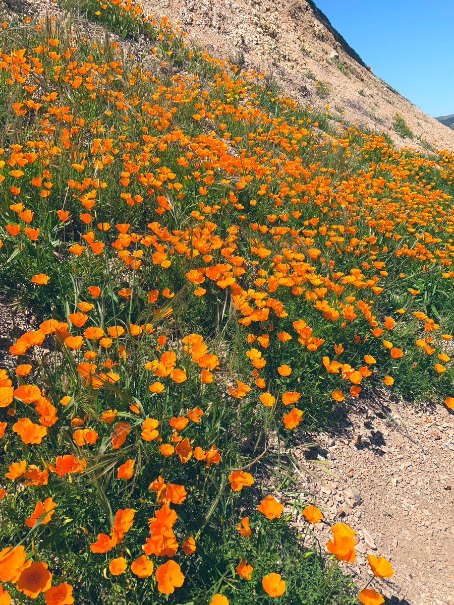 YouEnjoyMySocks's tweet photo. Wildflower season in Cali is about to POP yโall!! #nothingbutflowers https://t.co/5iQdlOtAKe
