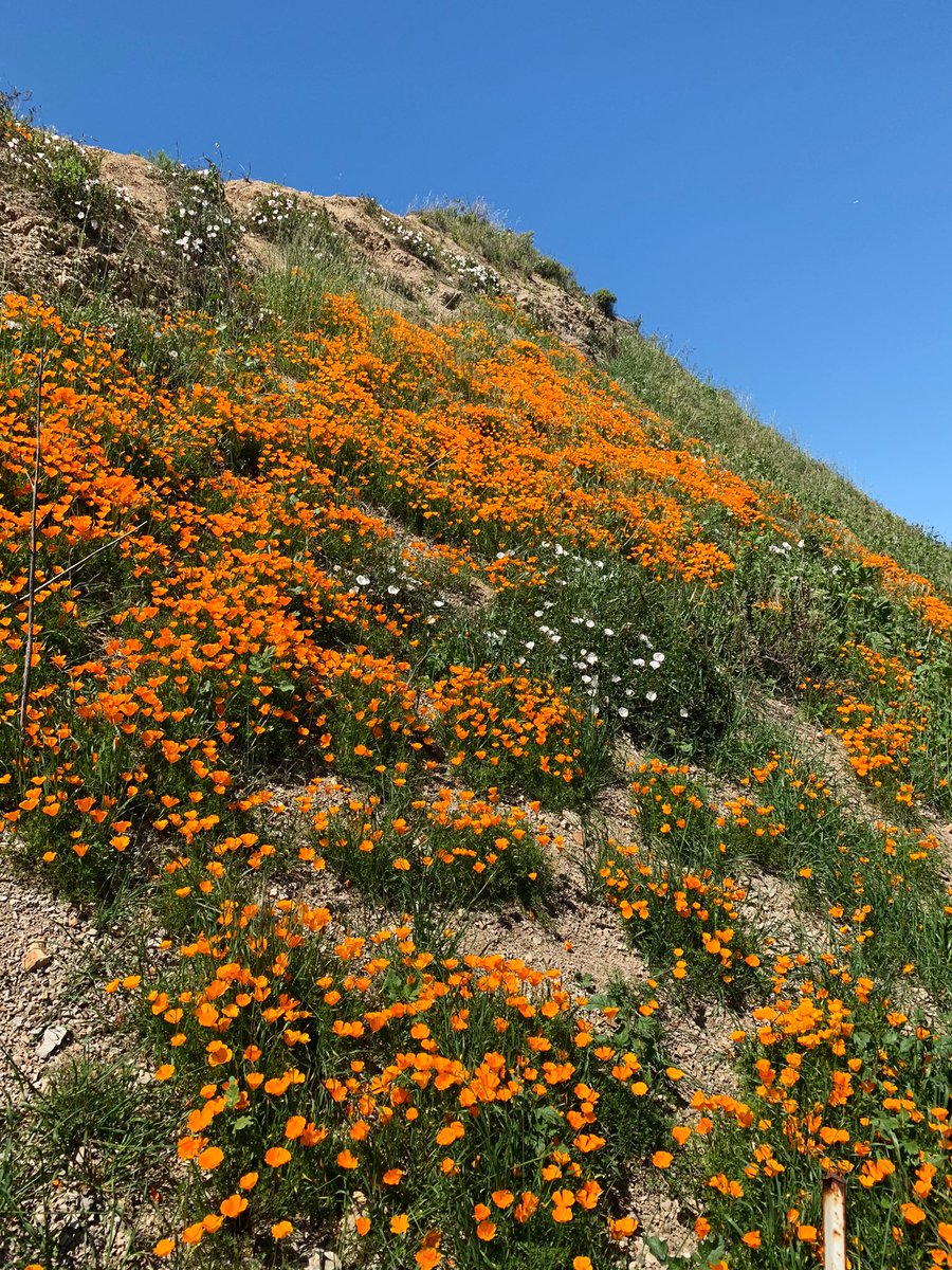 YouEnjoyMySocks's tweet photo. Wildflower season in Cali is about to POP yโall!! #nothingbutflowers https://t.co/5iQdlOtAKe