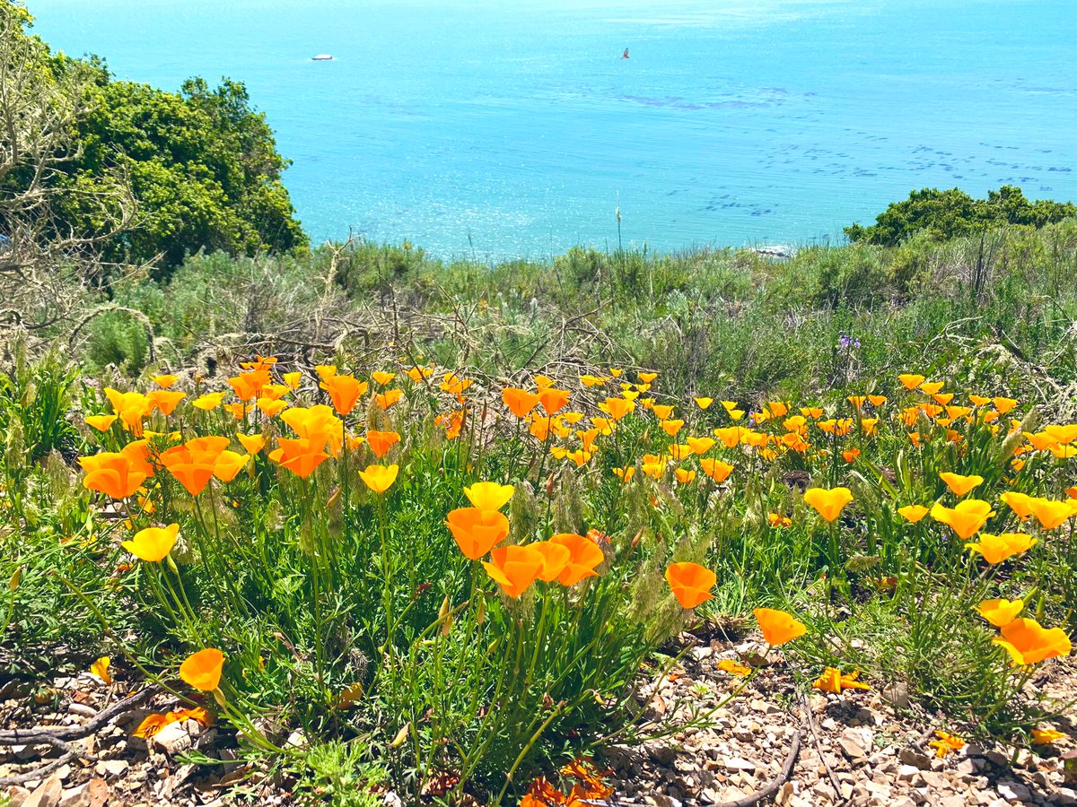 YouEnjoyMySocks's tweet photo. Wildflower season in Cali is about to POP yโall!! #nothingbutflowers https://t.co/5iQdlOtAKe