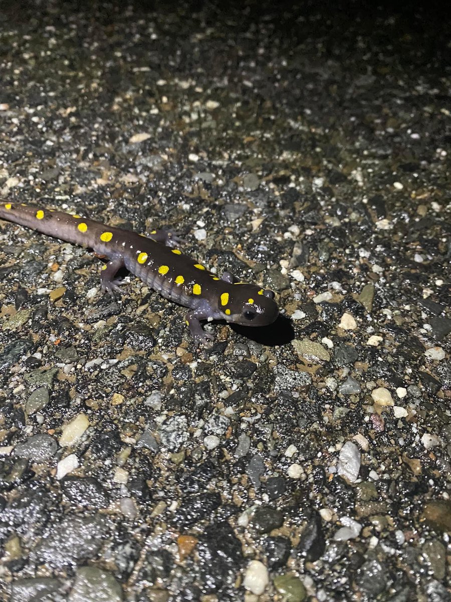 MaineBigNight's tweet photo. Second migration of the season confirmed tonight! Most of the state saw drying and cooling conditions, but once again coastal Maine seems to have lucked out and drawn a good movement of spotties, Wood Frogs, and peepers. Peepers and Wood Frogs are also now chorusing in York co. https://t.co/JzcnXDanWa