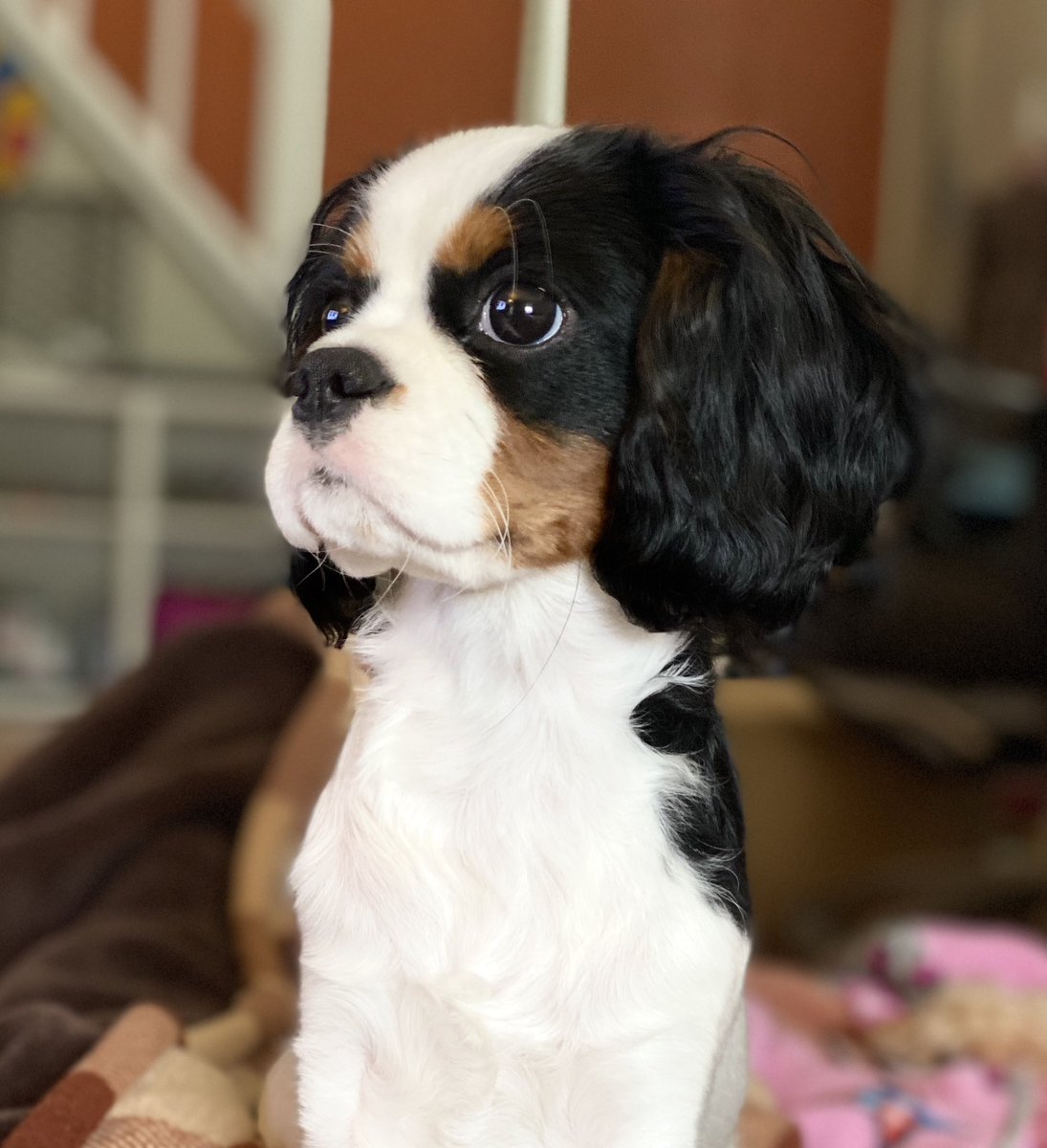 TheMuppet007's tweet photo. Strike a pose 🙃 Vogue 
#dogsoftwitter #strikeapose #fyp #muppet #throwback https://t.co/ydE4Hbb7lY
