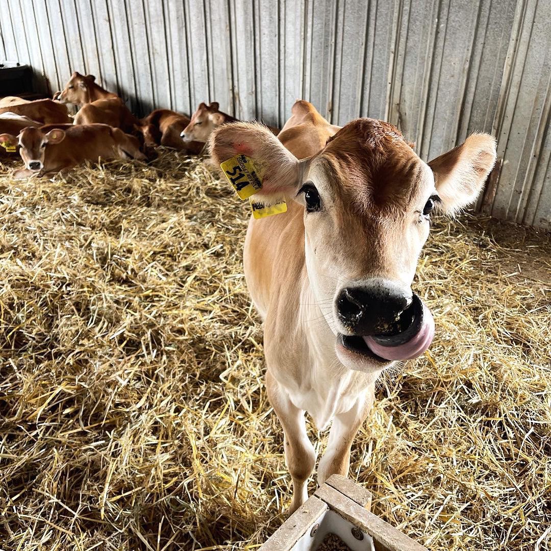 Have you heard the news?? Our Calf Barn is open again! Come see cute faces like this!!

Hours:
Monday-Thursday 10am-4pm
Saturday 10am-3pm