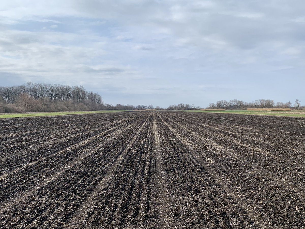 Great start in our #oat breeding program. New crossing protocol! Thanks <a href="/NoahDDeWitt/">Noah DeWitt</a> for sharing it and <a href="/Tadele18/">Tadele </a> for leading it. Field trials planted before April in the shortest Spring ‘window’ ever thanks <a href="/LBMunaro/">Lucas Berger Munaro</a> @aanupdkl <a href="/GevartoskyRaysa/">Raysa Gevartosky</a> <a href="/KigoniMilcah/">Milcah Kigoni</a> #Sheila <a href="/JRutkoski/">Jessica Rutkoski</a>