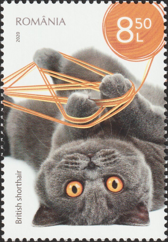 StampsBot's tweet photo. romanian cat stamps submitted by @warmcandlewax https://t.co/1dxEeaH1l8