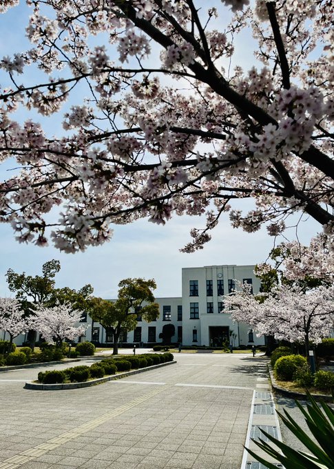 満開の桜ですよ卒業シーズンの登校は何だか感慨深いですね豊郷小学校旧校舎群#豊郷 #けいおん 