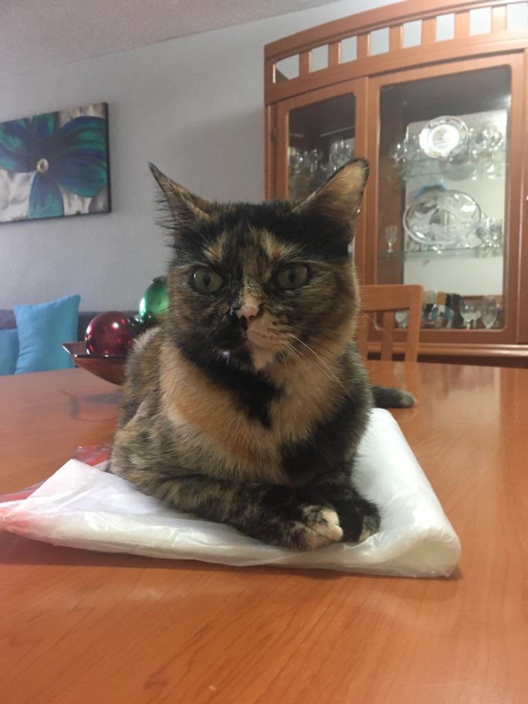 Of course I had to supervise the hooman’s work. Happy #Caturday everyone! I love you all ❤️

#CatsOfTwitter #CatsofTwittter #catsofinstagram #TORTIE #tortieclub #tortiecats #CatsLover #cat