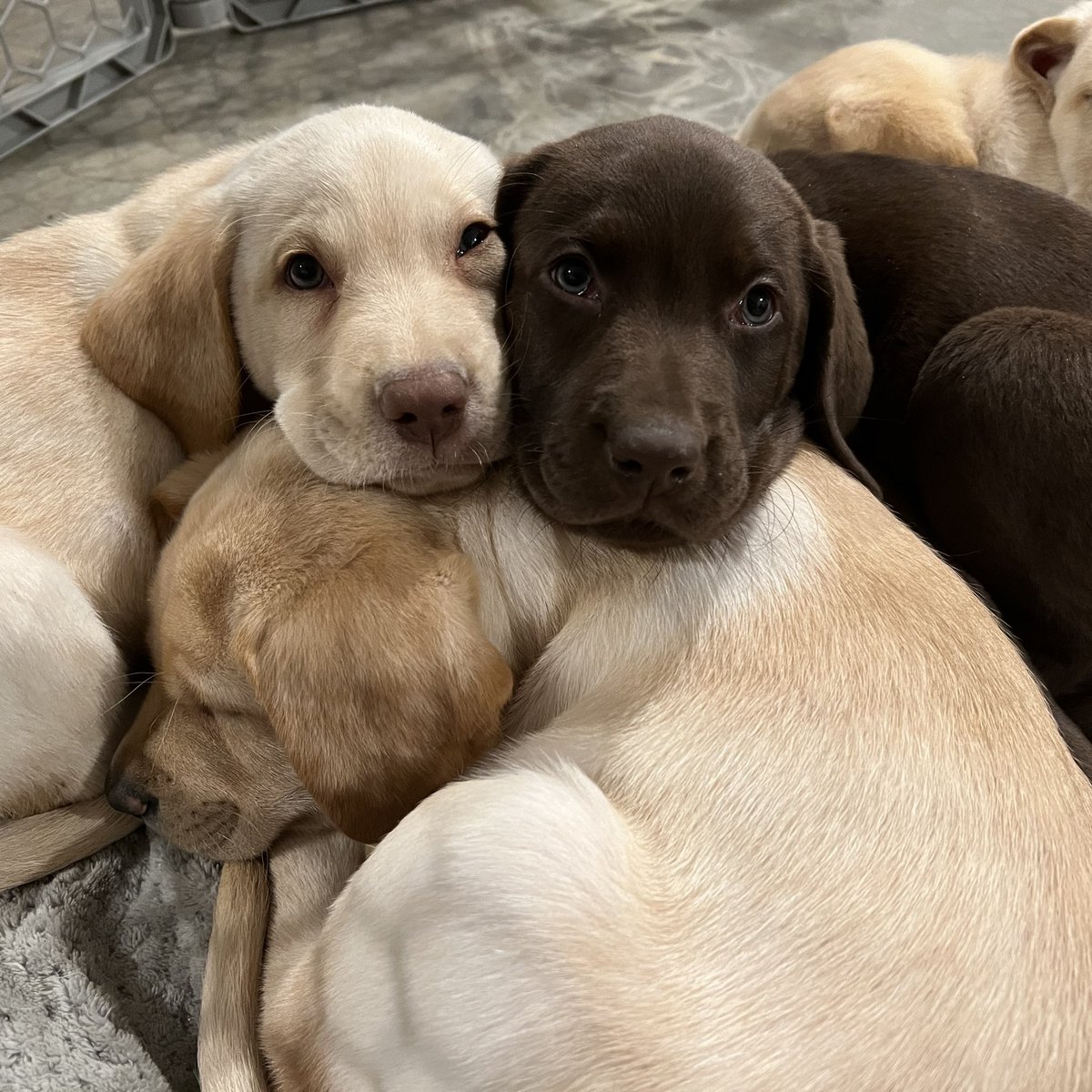 Adorable purebred labs available soon! Will transport to Ames/Des Moines area this weekend if you want one. $1200. Check out the listing for more info: marketplace.akc.org/breeder/jennif…