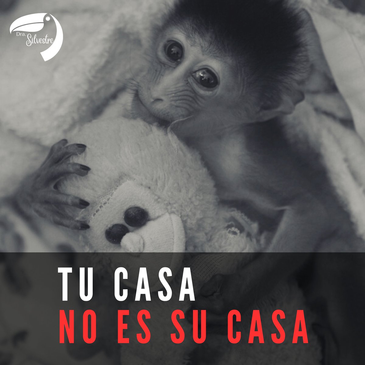 El mascotismo no es ni será nunca una “muestra de amor” hacia los animales silvestres, sino una forma de explotación. Nuestro deber es proteger a la fauna y su hábitat natural, no utilizarlos como objetos de entretenimiento. No son mascotas, juguetes, ni adornos.