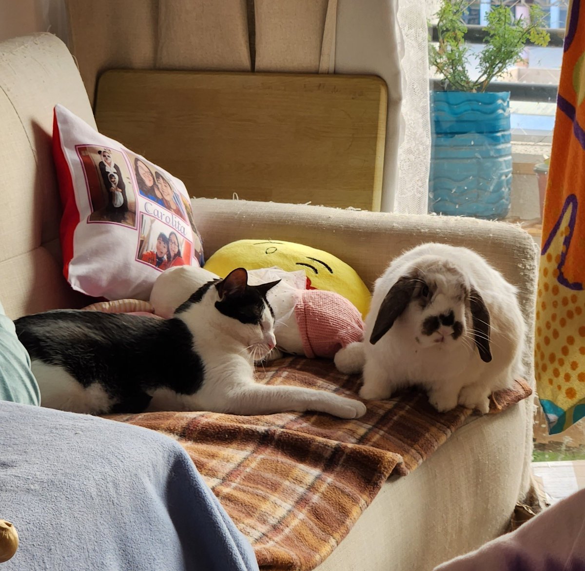 🐇🐈