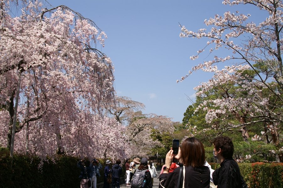 cherry_masaya's tweet photo. Untitled ◆ cherryblossoms 04.01.2023(KONICA MINOLTAα-7Digital,minolta_28-105mm/iso100,M)

#kyoto #Cherryblossompink
#japan 

#京都好きな人と繋がりたい 
#写真好きな人と繋がりたい 

#桜満開 #桜 #🌸🌸🌸 #京都
#京都観光 #景點
#京都景點 #日本景點 #網美景點 
#南禅寺永観堂 #左京区 https://t.co/ub9idNHecB
