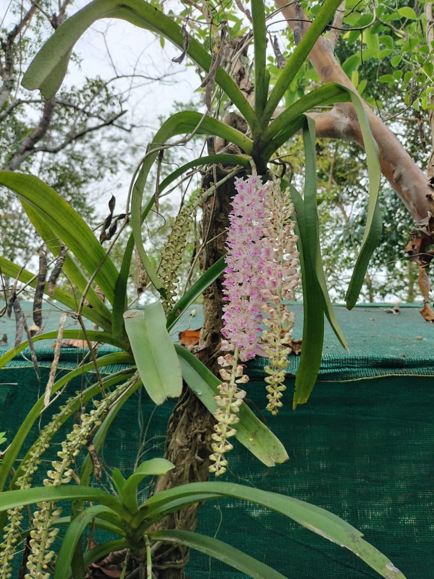 #plantidentification - Rhynchostylis Retusa or Fox Tail #orchid . Kopou Phool for #Assam , Bihu Dancer’s delight and Inspiration for Lyricist. #springblooms in #mygarden #flowers #plants #nature