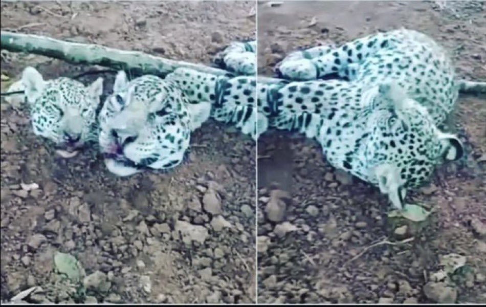 jackson_preuss's tweet photo. Suspeito de torturar e caçar onças é preso no Mato Grosso! 

Mesmo sabendo que não receberá uma punição a altura, estou indo dormir feliz! https://t.co/VrGGw7zMLt