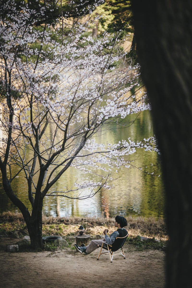 お花見カフェしませんか🌸