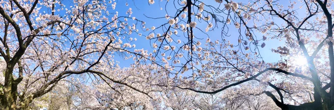 早朝お花見散歩に川へ行ってきたんですが、今日は風も強くて散り始めてますね…あと2〜3日は満開かなと思ってたんですが、今日で結構散るかも…? 
