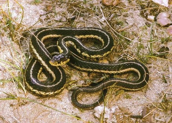 MrAdamRLee's tweet photo. Exhibit A. Common Gartersnake. Maybe next year kiddos. https://t.co/3FBlYp4t2P