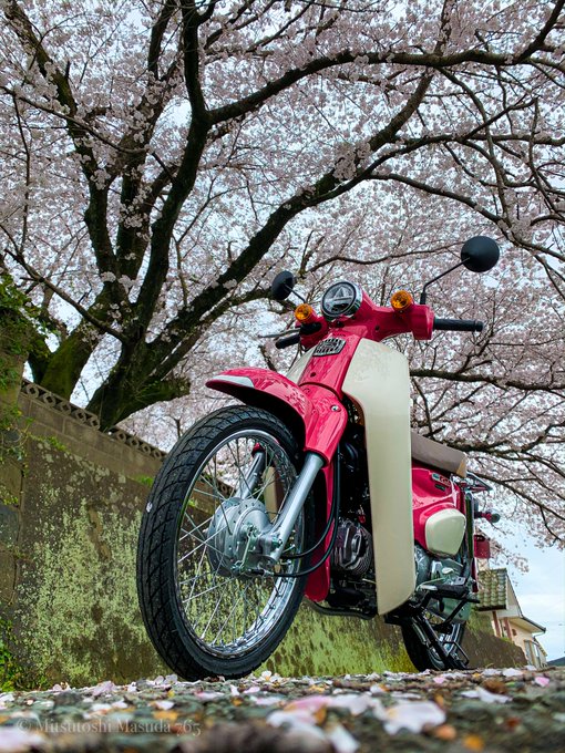 桜にバリ似合うカブ✨#バイク乗りとして軽く自己紹介 #バイク乗りとして自己紹介 #カブ #バイク好きと繋がりたい #天気