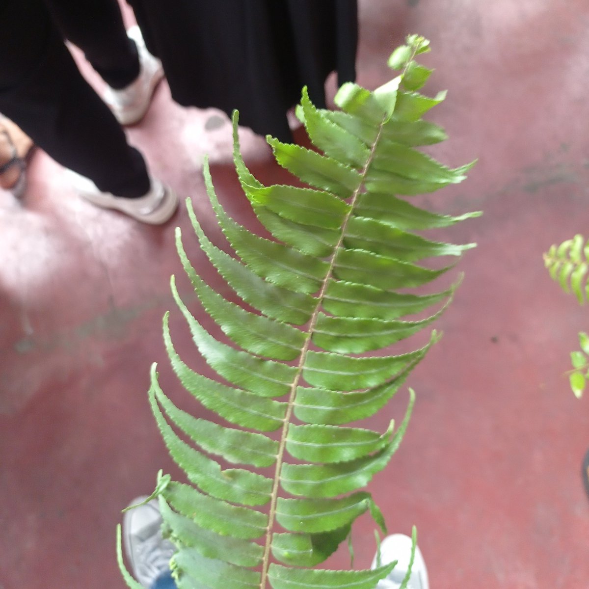 Hitam Manis tweet media