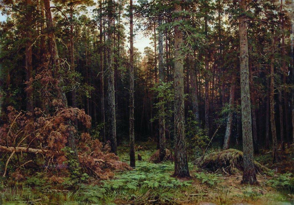 Pine forest, 1885 #shishkin #ivanshishkin wikiart.org/en/ivan-shishk…