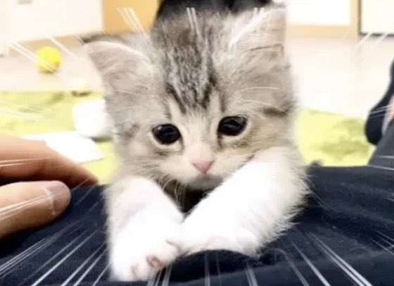 もち様 - Search / X