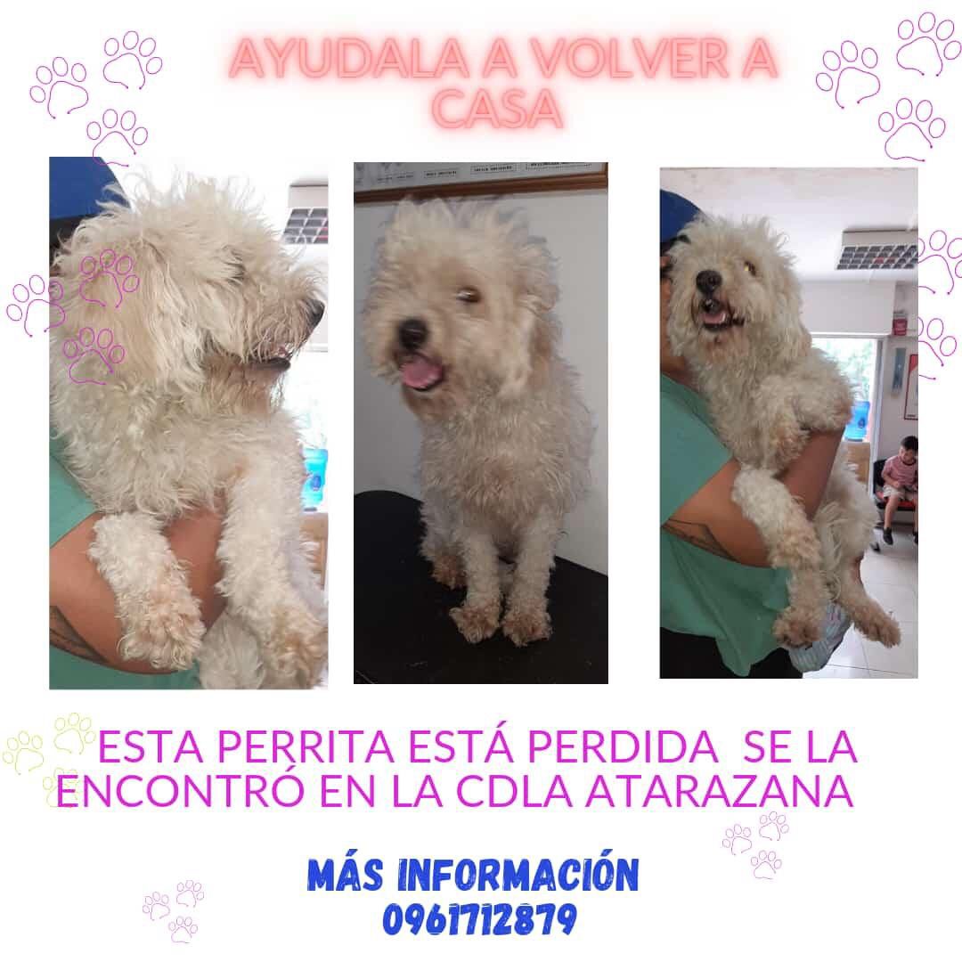 #ENCONTRADA #GUAYAQUIL
Fecha: 01/04/23
Sector: Norte, Atarazana Mz. I1.
Sexo: Hembra 
Raza: French.
Obsv.: Blanca, presenta manchas en las patas.
Contacto: 0961712879
¡Ayúdala a volver con su familia!
#AlertaMePerdí
