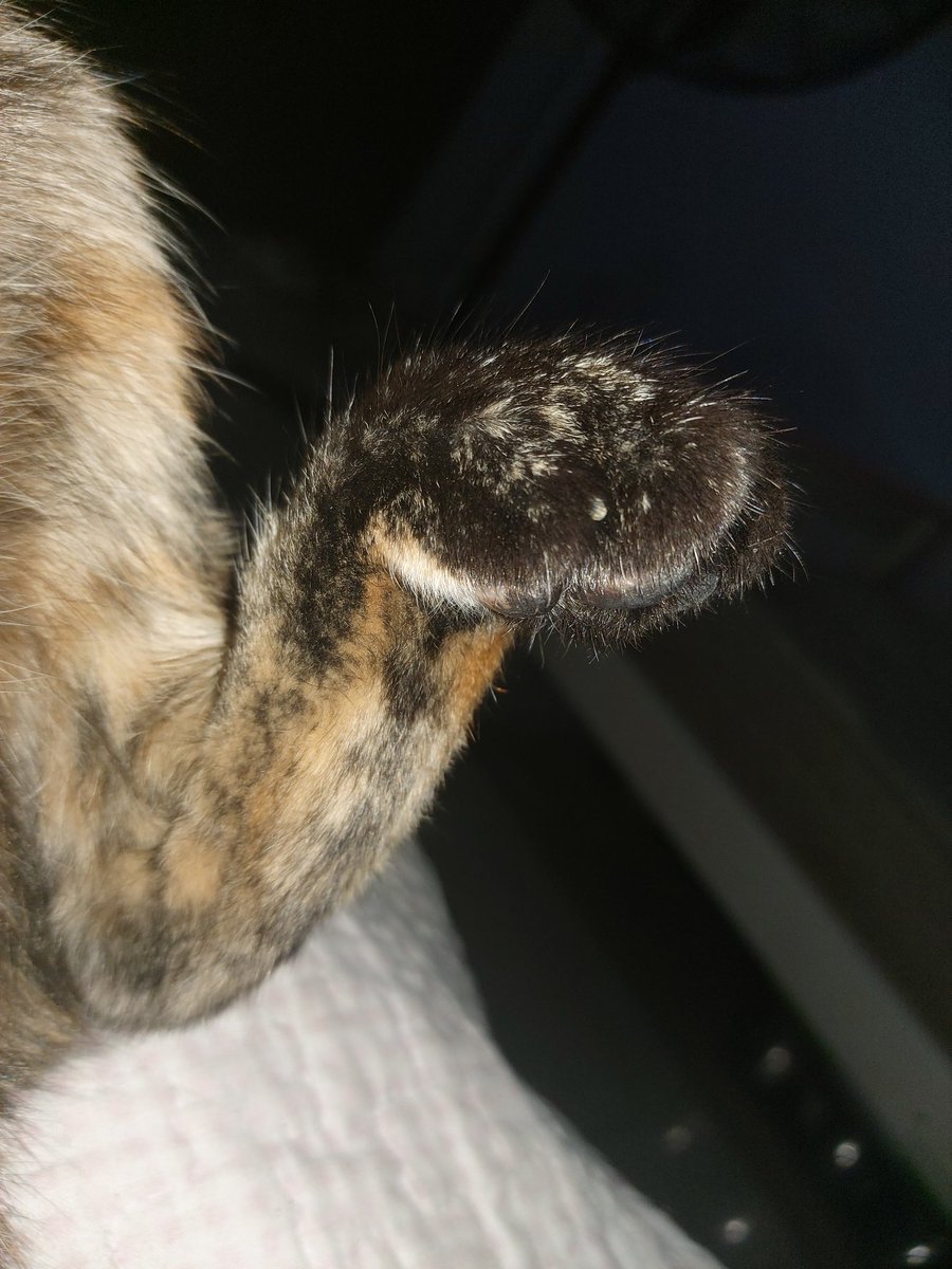 zaaimoon's tweet photo. patitas https://t.co/TmYe68ghzV