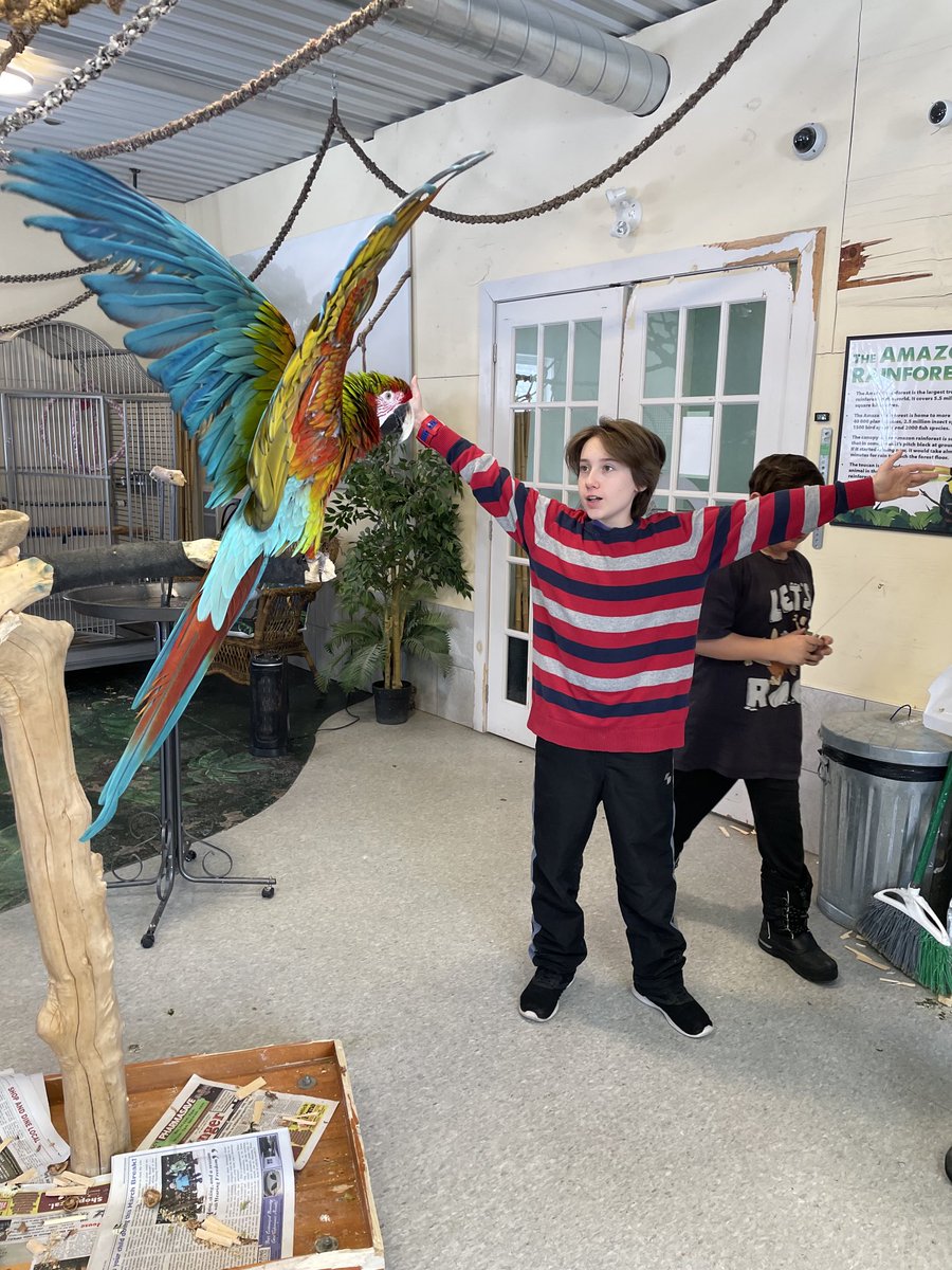 ammatte's tweet photo. ⁦@Parrot_Partners⁩ SVP remind us the name of this gorgeous bird we met last month? Thanks for the delightful visit! https://t.co/29zfWFxFAX