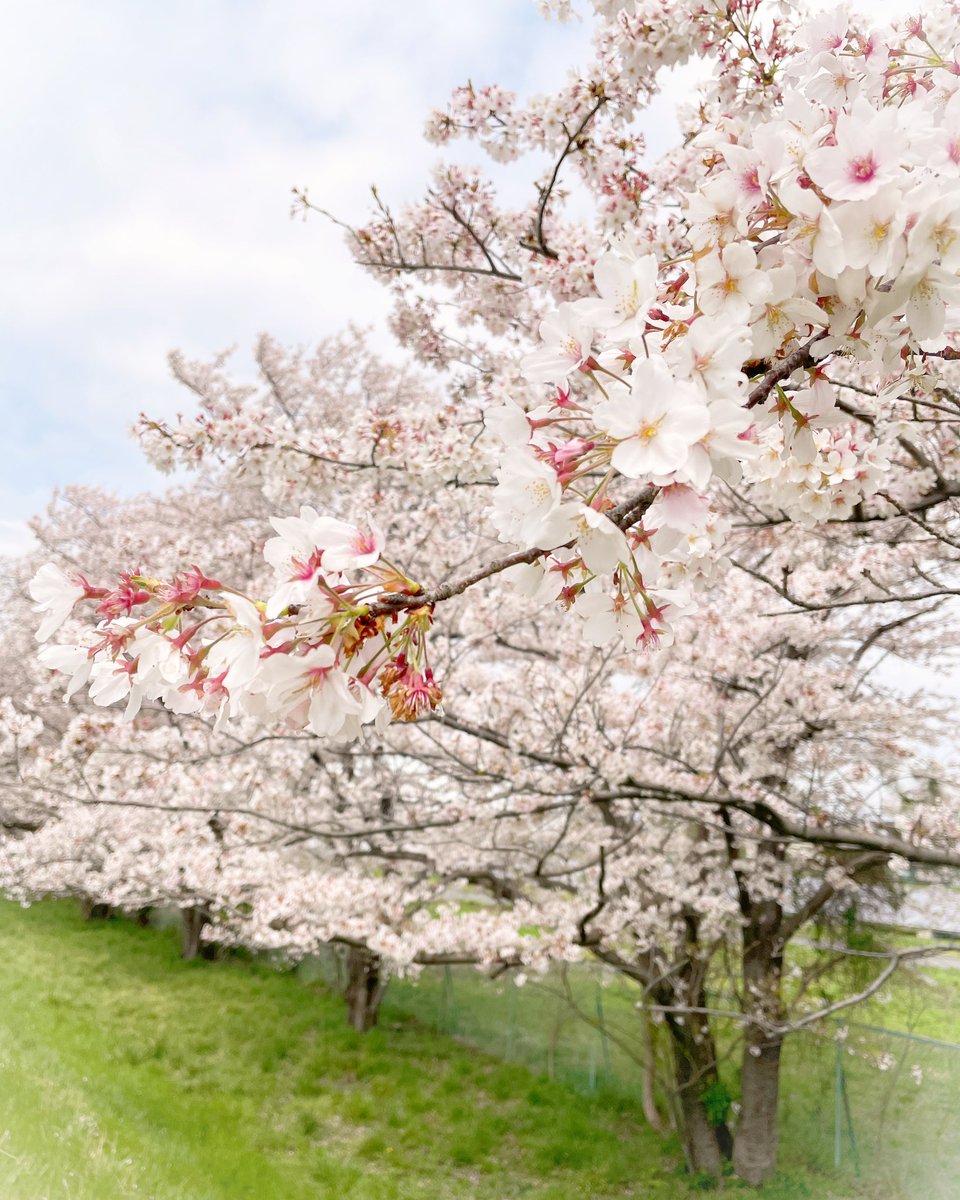 「桜をみてきました 」|遠坂あさぎのイラスト